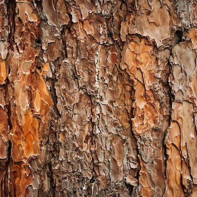 Männynkuori on lupaava lääkejäämien poistamiseen jätevesistä