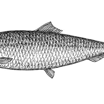 Kun Sorsapuiston silakoiden syöminen ei onnistunut – osa 1