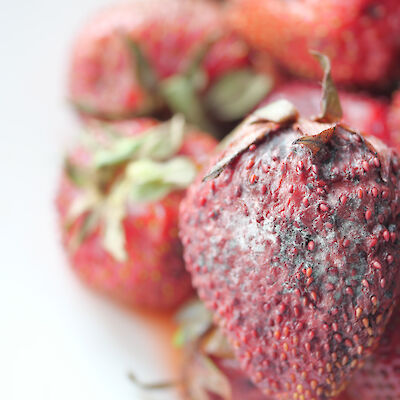 Onko statiineista sienilääkkeeksi?