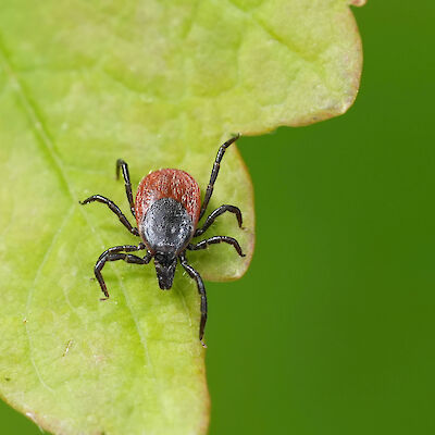 Puutiaisaivokuume lisääntyy – rokotuskattavuuden parantaminen tarpeen