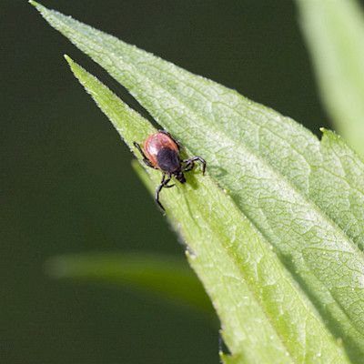 Uusi infektioita aiheuttava bakteeri löytyi puutiaisilta
