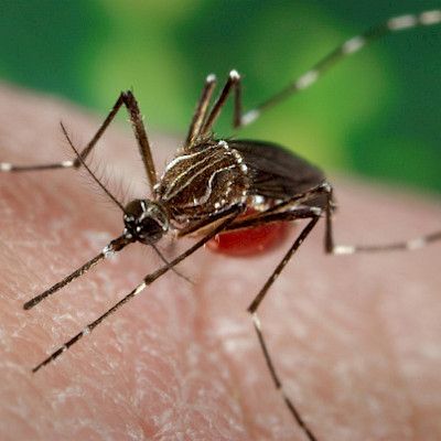 Meksiko myönsi denguekuumerokotteelle myyntiluvan