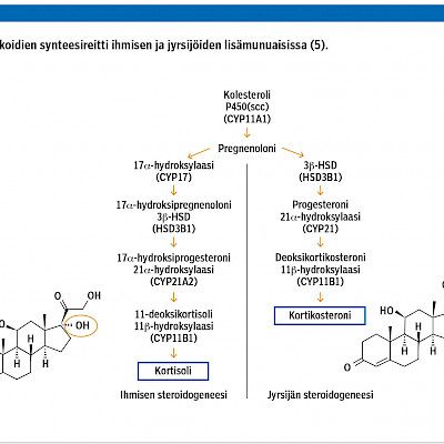Paikallinen glukokortikoidisynteesi suolistossa – tuskin turhaan?