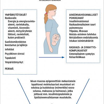 Early nutrition environment influences risk for lifestyle related diseases in adult life