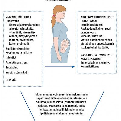 Sikiökautinen ympäristö säätelee elintapasairauksien riskiä