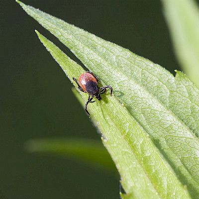 Puutiasaivokuume ja borrelioosi ovat yleistyneet