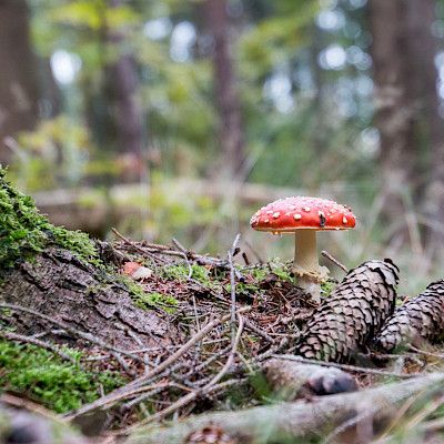 Sieniasiantuntemuksesta paljon apua sienimyrkytyksen hoidossa