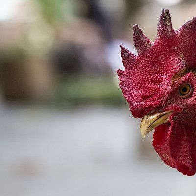 Uhkaako H5N8-lintuinfluenssa ihmistä?