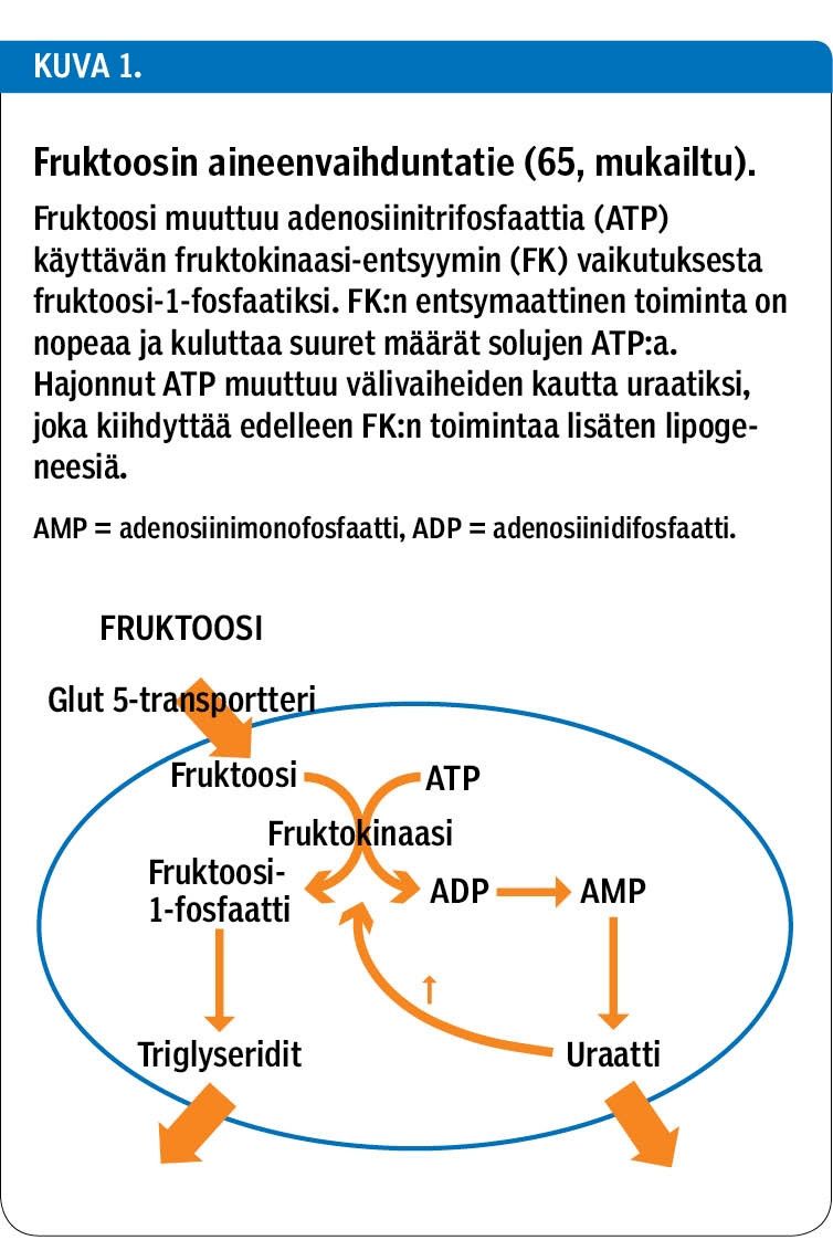 Fruktoosin aineenvaihduntatie (65, mukailtu).<p/>