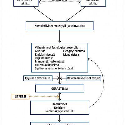 Vanhuksen gerastenia  – tunnista riskipotilas