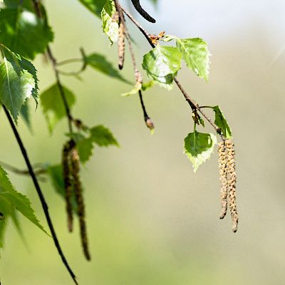 Kenelle siedätyshoitoa?