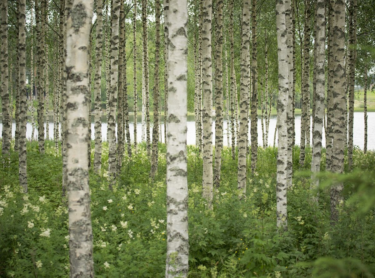 Kuvituskuva 1