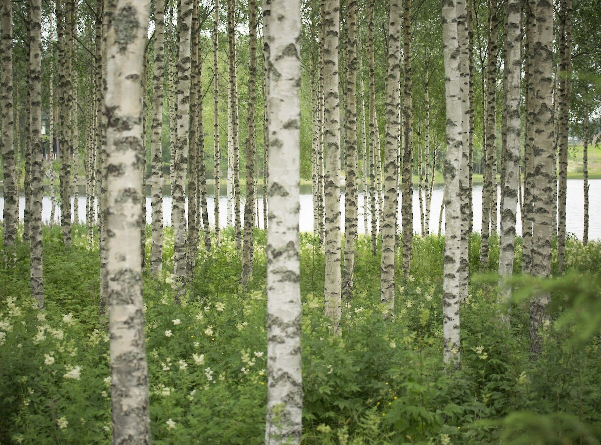 Kansikuva