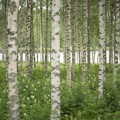 Rentouttavaa kesää!