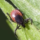 Joka kuudes punkki kantaa borrelia-bakteeria