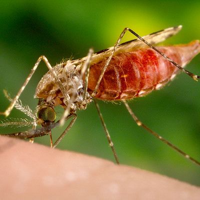 Malarialoisen kehitystä estävä yhdiste löytyi
