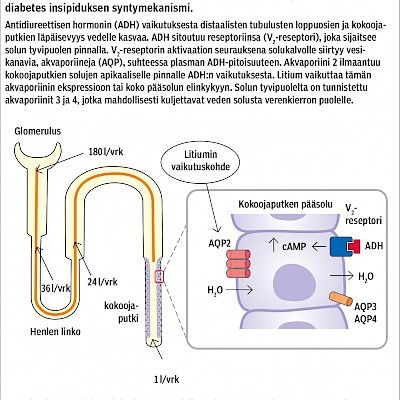 Litiumin endokriiniset haittavaikutukset