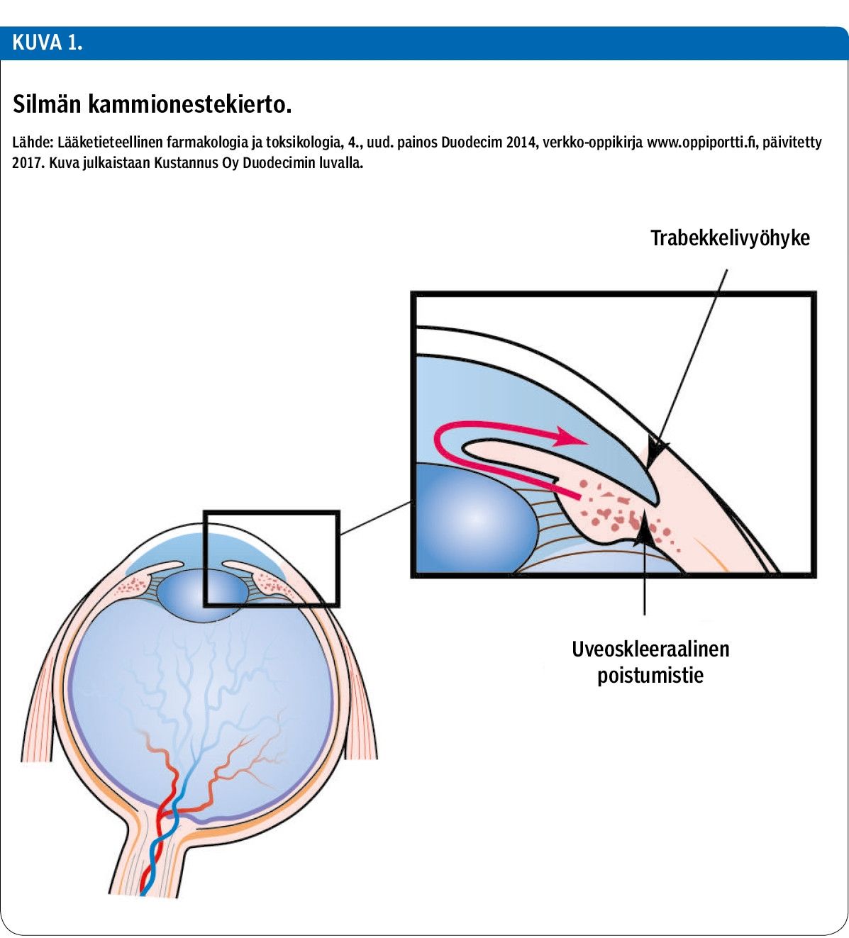 Silmän kammionestekierto.