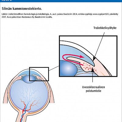 Timololi-silmätipat vaikuttavat systeemisesti ja lisäävät kaatumisriskiä