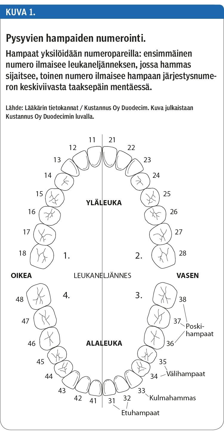 Pysyvien hampaiden numerointi.