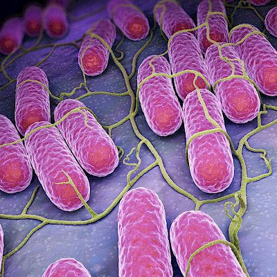 Salmonella Agona -tartunnoilla ehkä yhteinen lähde