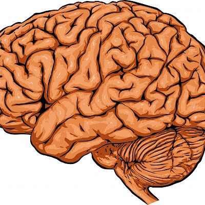 Uusi menetelmä auttaa tunnistamaan aivosairauksien hoitokohteita