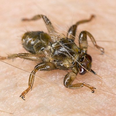 Näkyykö ennätyksellinen hirvikärpäsvuosi vastaanotoilla?