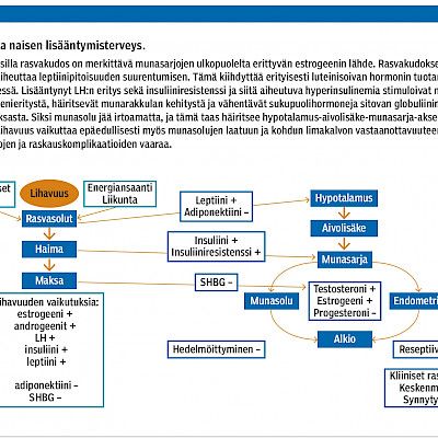 Lihavuus heikentää lisääntymisterveyttä