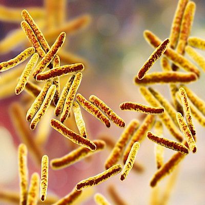 Euroopan tartuntatautivirastolta ohjeet latentin tuberkuloosin diagnosoimiseksi ja hoitamiseksi