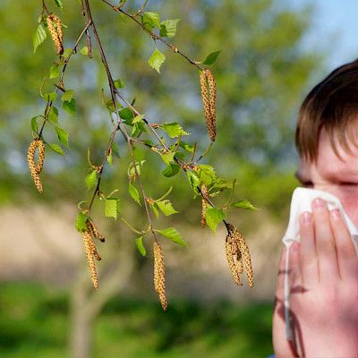 Koivuallergian siedätyshoito normalisoi nenän geeni-ilmentymiä ja mikrobistoa