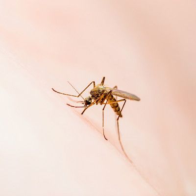 Useat Thaimaan-matkailijat ovat sairastuneet chikungunya-kuumetautiin alkuvuonna