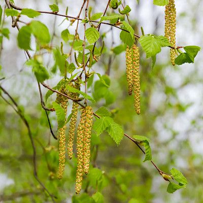 Allergikoille tiedossa hankala vuosi, koivun ennustetaan kukkivan voimakkaasti