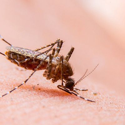 Lääkkeille vastustuskykyinen malaria leviää Kaakkois-Aasiassa