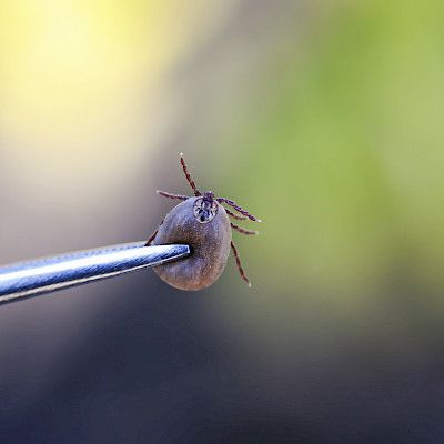 Vaellusmatkailija voi altistua puutiaisaivotulehdukselle