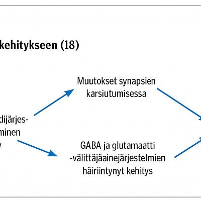 Nuorten kannabiksen käyttö, aivojen kehitys ja psykiatriset häiriöt