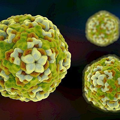 Krooninen enterovirusinfektio muokkaa haiman solujen toimintaa