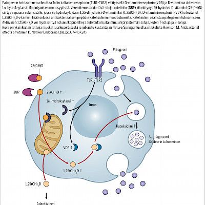 Vitamin D in childrenBone effects and other effects