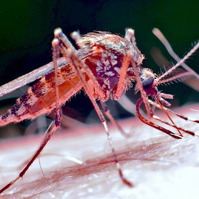 Malariariski on paikoin pienentynyt