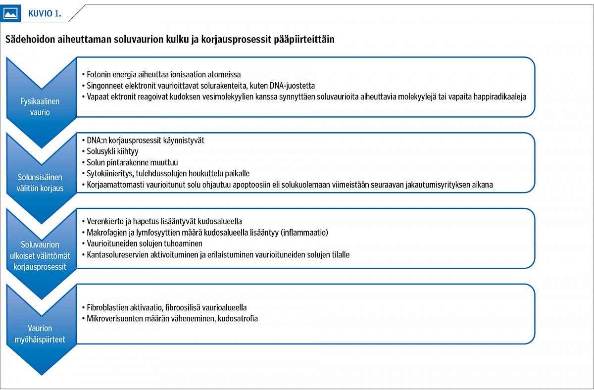 Sädehoidon aiheuttaman soluvaurion kulku ja korjausprosessit pääpiirteittäin