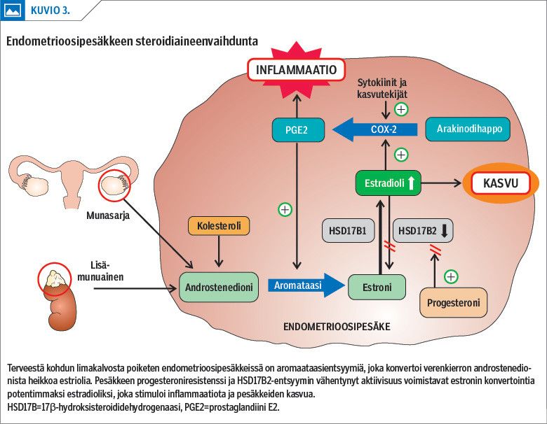Endometrioosipesäkkeen steroidiaineenvaihdunta