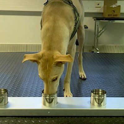 Koiran hajuaistista apu koronavirustartunnan tunnistamiseen