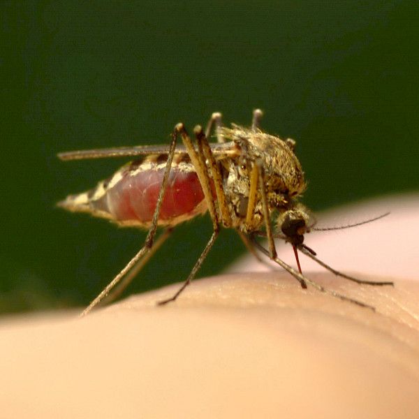 Mosquito-borne diseases are being seen more often