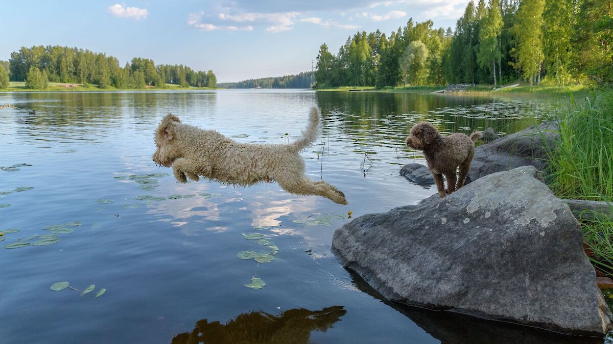Kansikuva