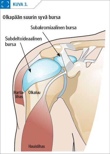 Olkapään suurin syvä bursa