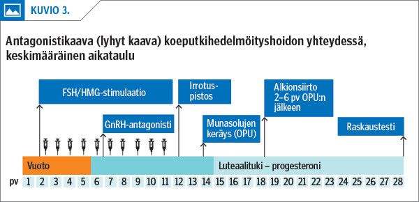 Antagonistikaava (lyhyt kaava) koeputkihedelmöityshoidon yhteydessä, keskimääräinen aikataulu