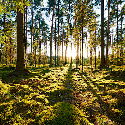 Metsäpohjainen piha paransi päiväkotilasten immuunijärjestelmää