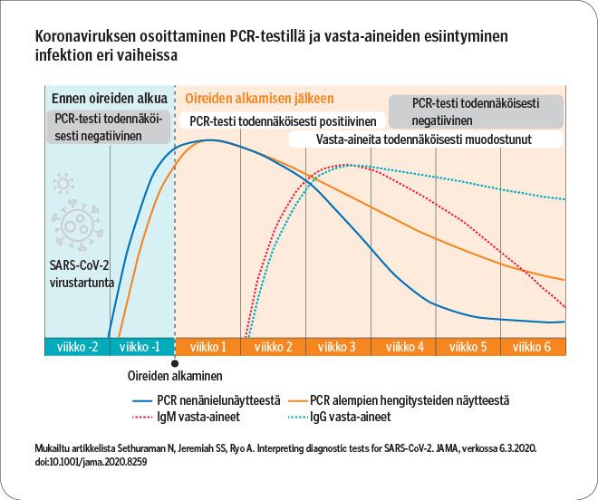 Koronaviruksen osoittaminen PCR-testillä ja vasta-aineiden esiintyminen infektion eri vaiheissa