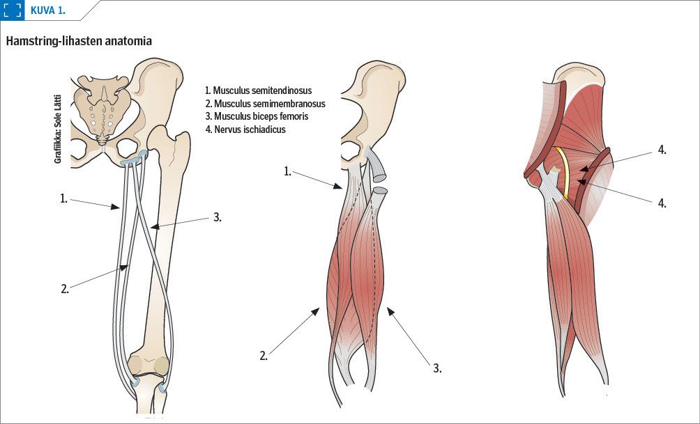 Hamstring-lihasten anatomia