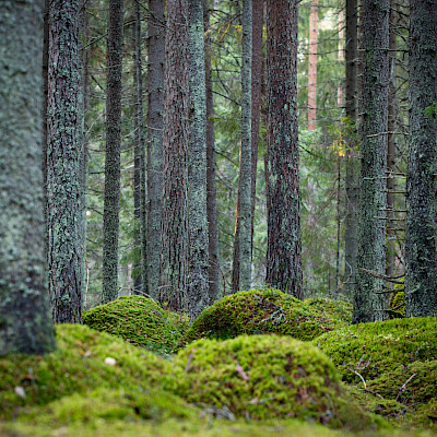 Näitä asioita lääkäriehdokkaat ajavat