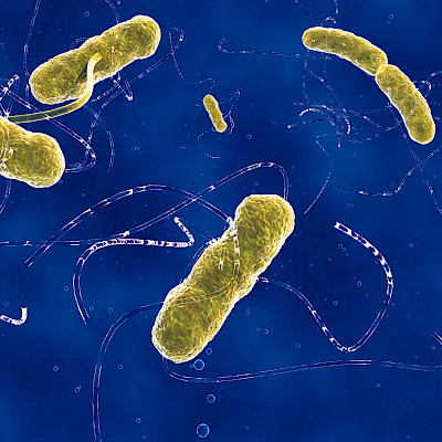 Useita ilmoituksia EHEC-epidemiaepäilyistä kesän aikana